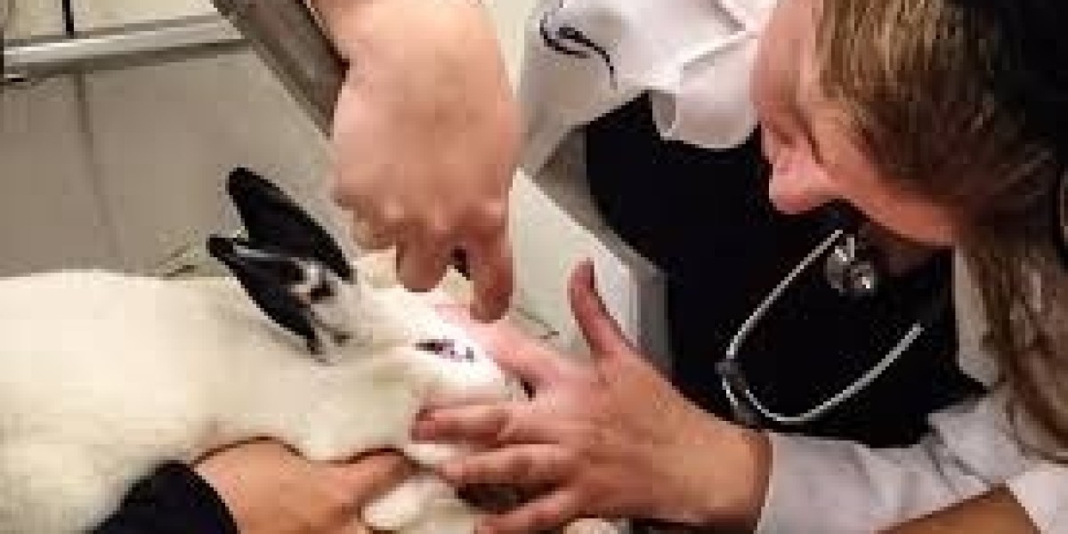 Rabbit Savvy Veterinarian Shares Insights on Bunny Behavior